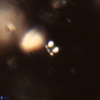 Futyania patelosus VR 01760