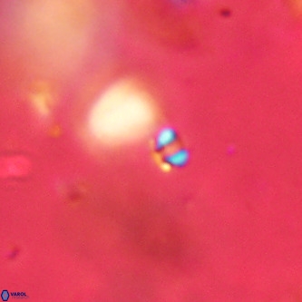 Futyania patelosus VR 01762