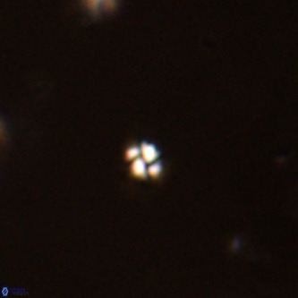 Futyania patelosus VR 01769