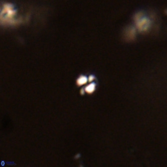 Futyania patelosus VR 01770