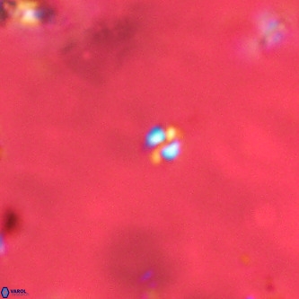 Futyania patelosus VR 01772