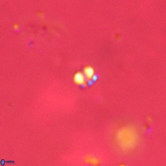 Futyania patelosus VR 01778