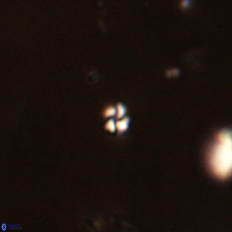 Futyania patelosus VR 01782