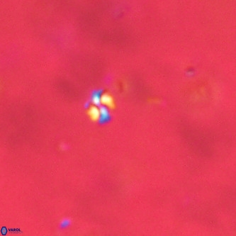 Futyania patelosus VR 01784