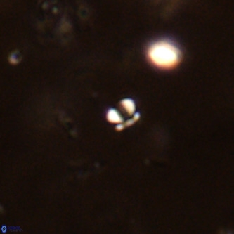 Futyania patelosus VR 01788