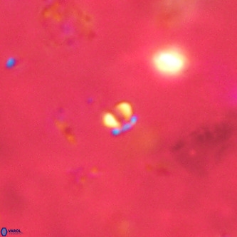 Futyania patelosus VR 01789