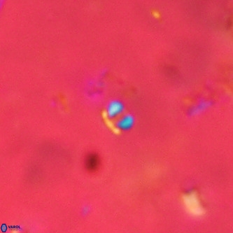 Futyania patelosus VR 01793