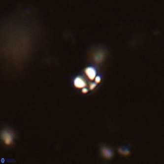 Futyania patelosus VR 01800