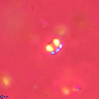 Futyania patelosus VR 01801