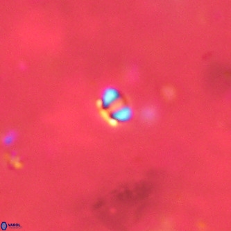 Futyania patelosus VR 01802