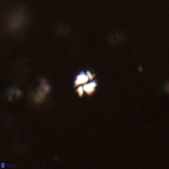 Futyania patelosus VR 01807