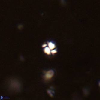 Futyania patelosus VR 01808