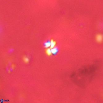 Futyania patelosus VR 01810