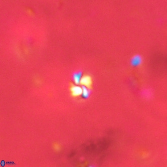 Futyania patelosus VR 01813