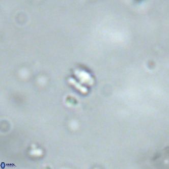 Futyania patelosus VR 01816