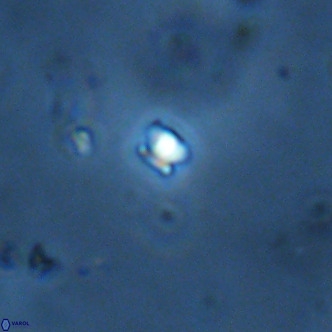 Futyania patelosus VR 01819