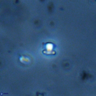 Futyania patelosus VR 01820