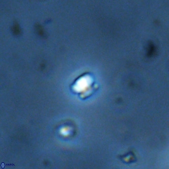 Futyania patelosus VR 01821