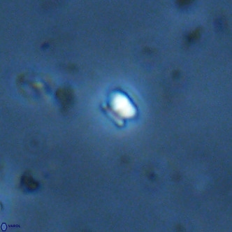 Futyania patelosus VR 01822