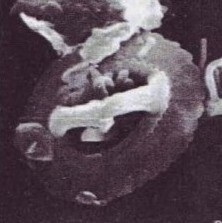 G muellerae