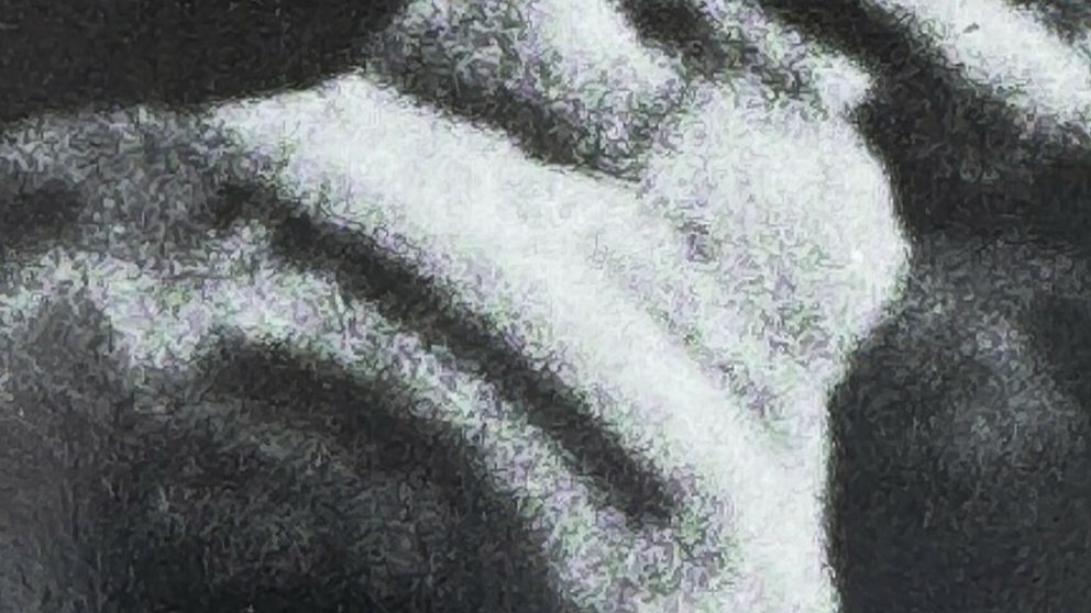 G mediterranea