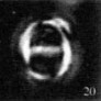 G omega gigas