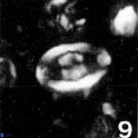 Gorkaea operio VR 15939