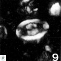 Gorkaea operio VR 15939