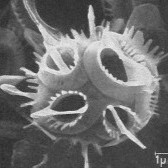 G ornata1