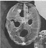 Grantarhabdus bukryi 9257