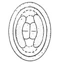 Glaukolithus bicrescenticus 28760