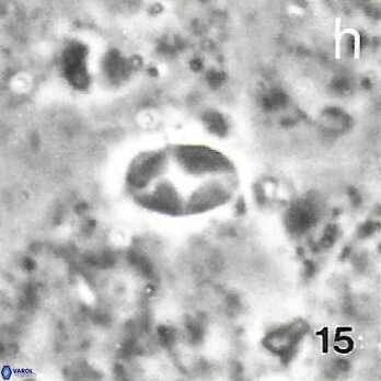 Asapholithos clarusora 15065