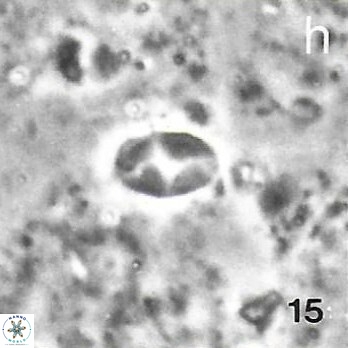 Asapholithos clarusora 15065
