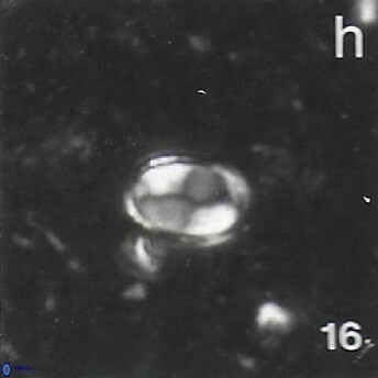 Asapholithos clarusora 15065