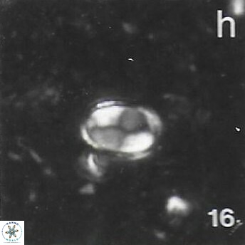 Asapholithos clarusora 15065
