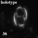 Asynithistostoichos coxalliae 40376