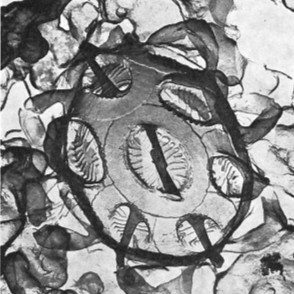 G ericsonii
