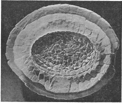 Gaarderella granulifera 12885