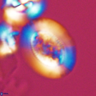 Gaarderella granulifera 12883