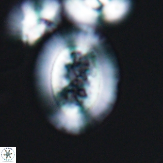 Gaarderella granulifera 12884