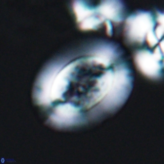 Gaarderella granulifera 12886