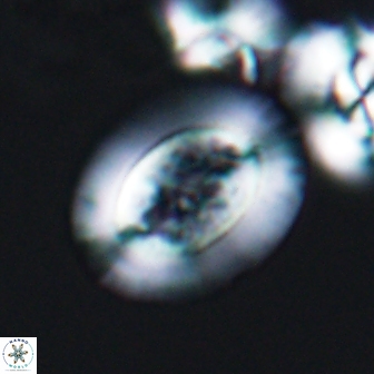 Gaarderella granulifera 12886
