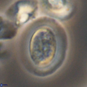 Gaarderella granulifera 12889