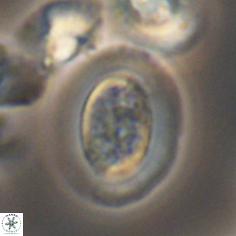 Gaarderella granulifera 12889