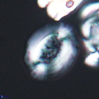 Gaarderella granulifera 12898