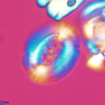 Gaarderella granulifera 12899