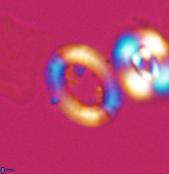 Gaarderella santacruzensis 9674