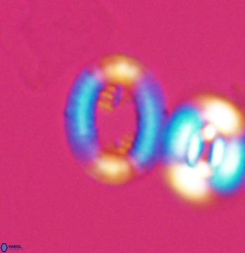 Gaarderella santacruzensis 9675