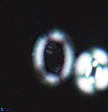 Gaarderella santacruzensis 9676