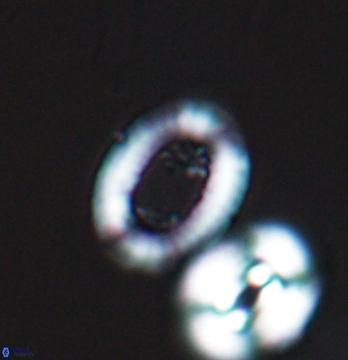 Gaarderella santacruzensis 9677